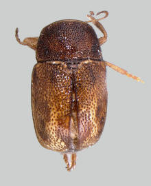 Pachybrachis hepaticus