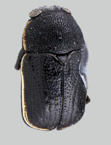 Pachybrachis praeclarus