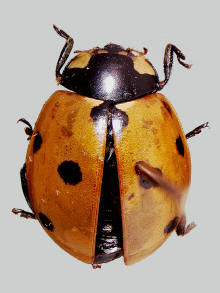 Coccinella septempunctata, Seven spotted ladybeetle