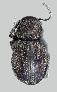 Graphops curtipennis