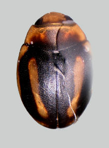 Hyperaspis brunnescens
