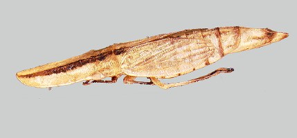Dorycava species, a prairie leafhopper