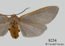 Pygarctia spraguei, Sprague's tiger moth