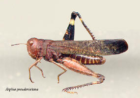 Arphia pseudonietana- male, Red-winged grasshopper