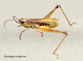 Chorthippus curtipennis- male, Meadow grasshopper