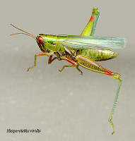 Hesperotettix viridis- female, Snakeroot grasshopper