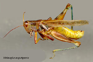 Melanoplus angustipennis- male, Narrow-winged sand grasshopper