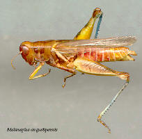 Melanoplus angustipennis- female