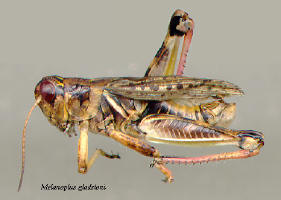 Melanoplus gladstoni- male, Gladston's grasshopper