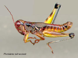 Phoetaliotes nebrascensis- male, Big-headed grasshopper