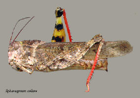 Spharagemon collare- female, Mottled sand grasshopper