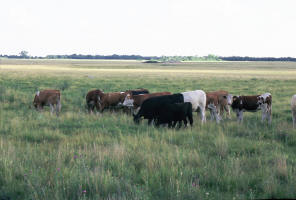 B bar B ranch, B-B1 transect with cattle