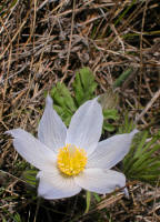 Anemone patens, Pasque flower