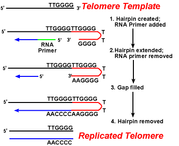 Dna Structure Replication And Eukaryotic Chromatin Structure