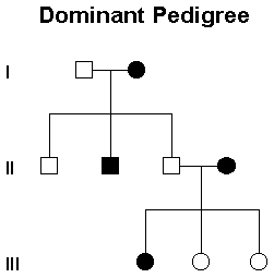 Pedigree Chart Explanation