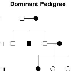 Mendelian Genetics Chart