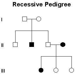 Biology Pedigree Chart Maker