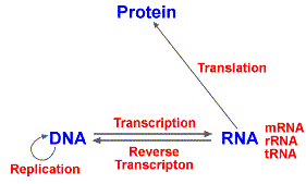 Central Dogma Flow Chart