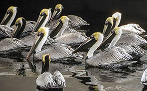 Pelicans, Tarpon Springs