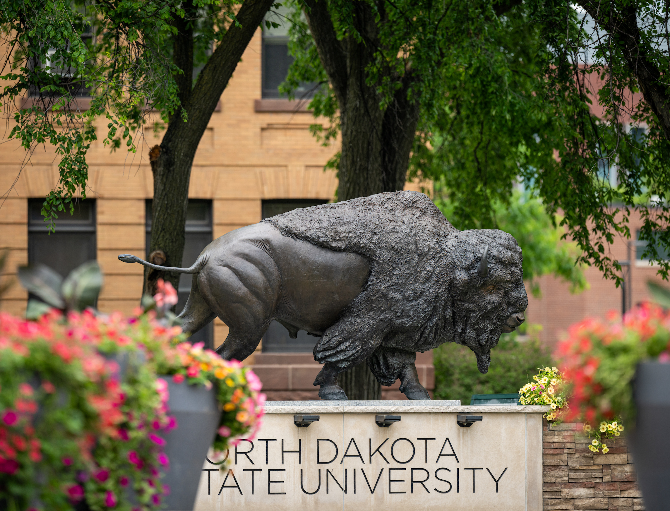 Photo of the Bison statue on NDSU campus