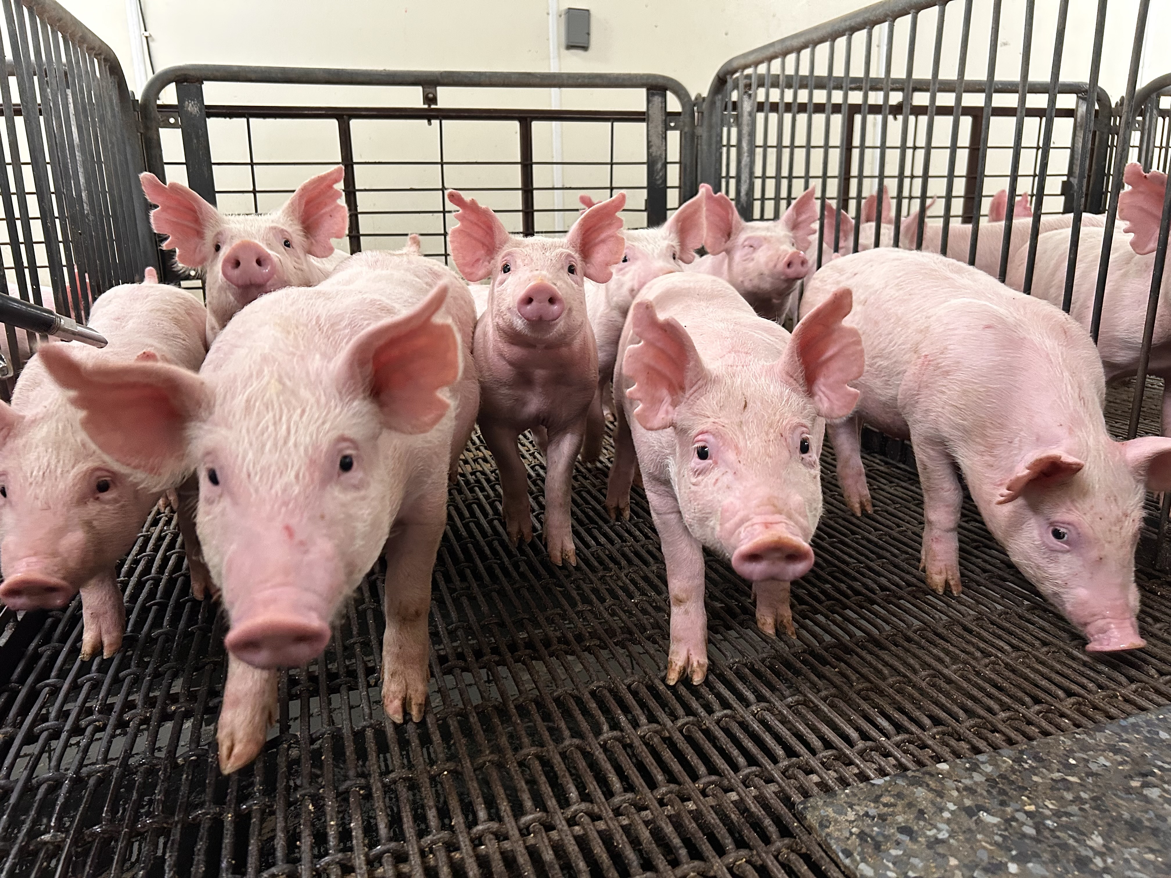 Pigs in pen