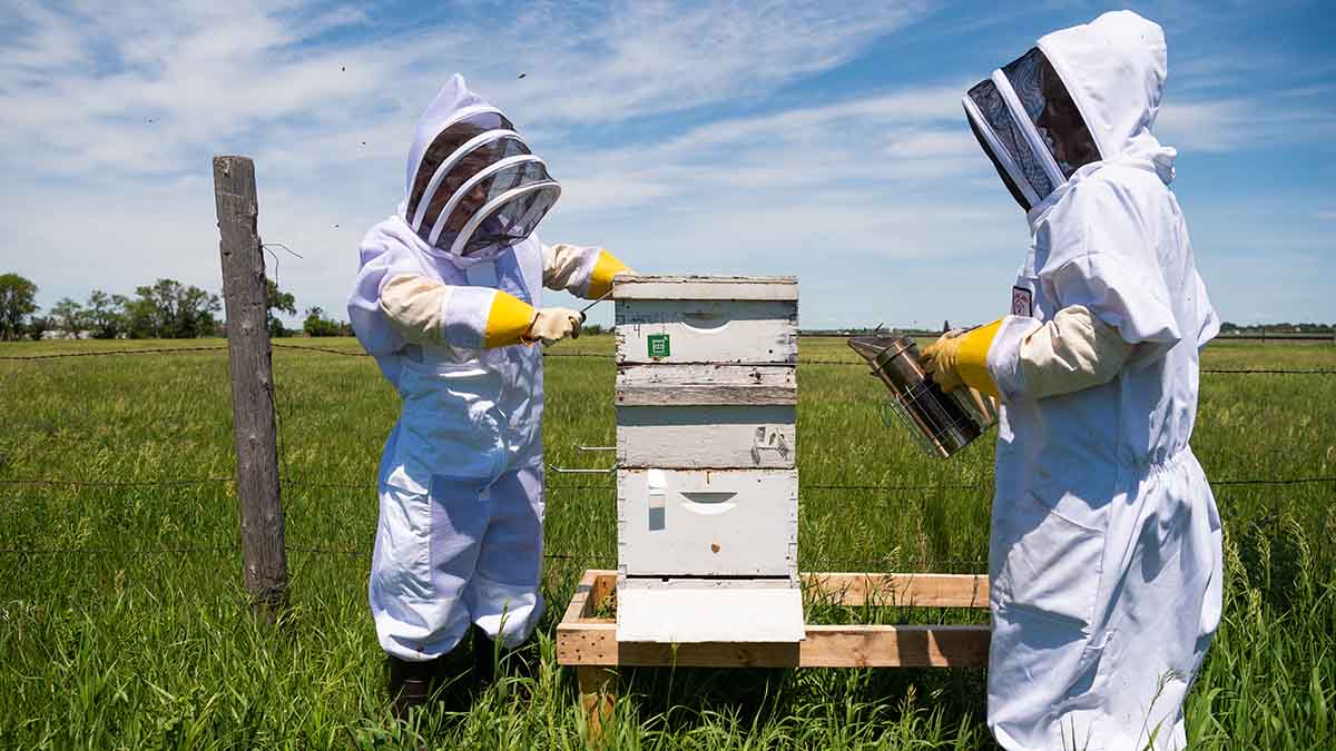 Students researching bees