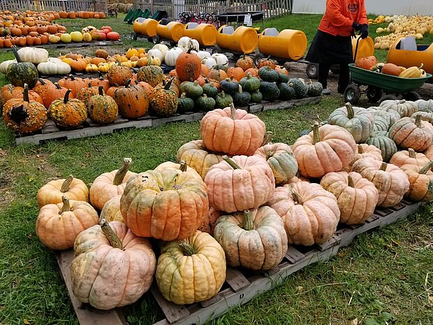 Pumpkin patch Pumpkin patch