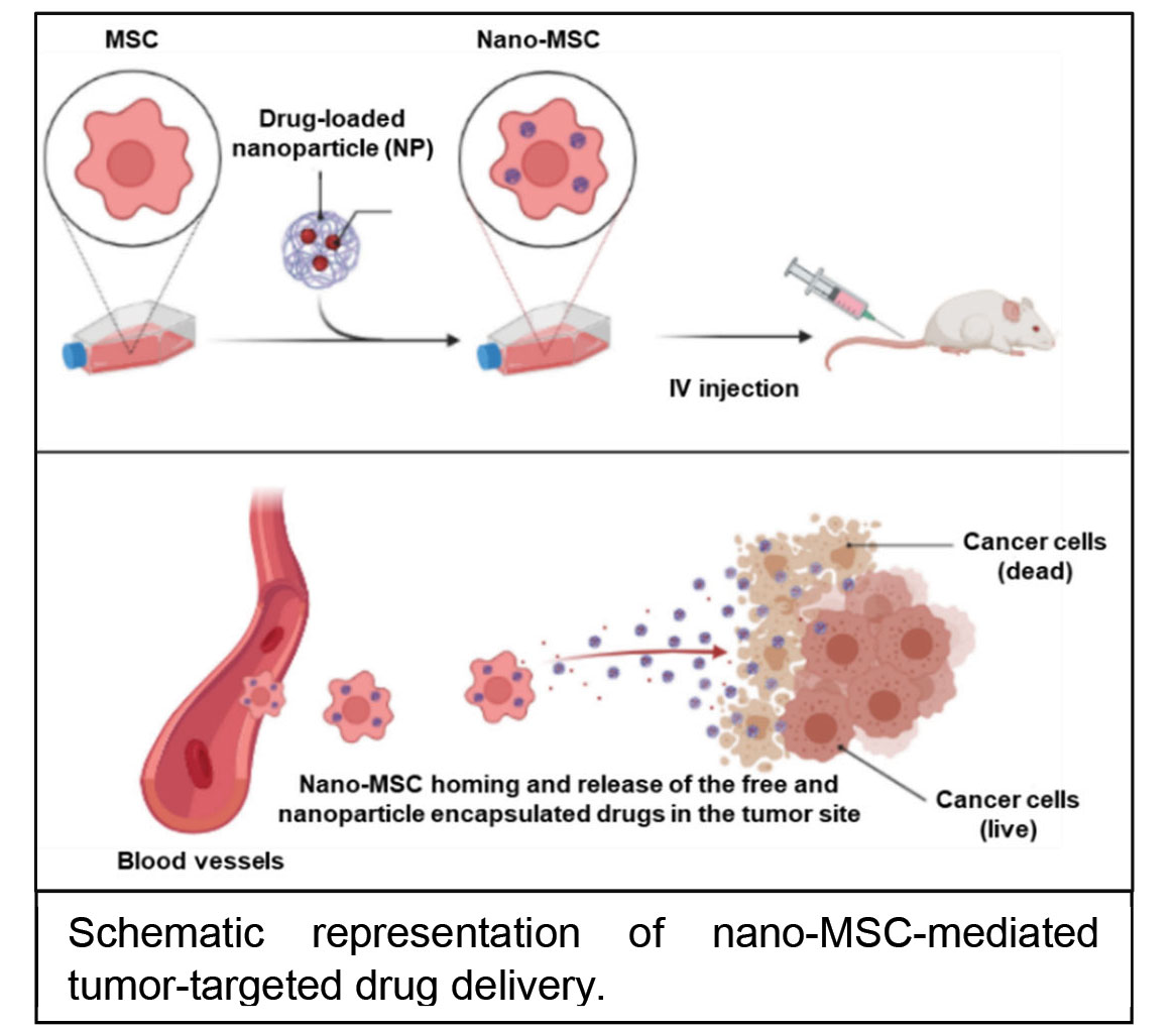 Schematic representation of nano-MSC-mediated tumor-targeted drug delivery