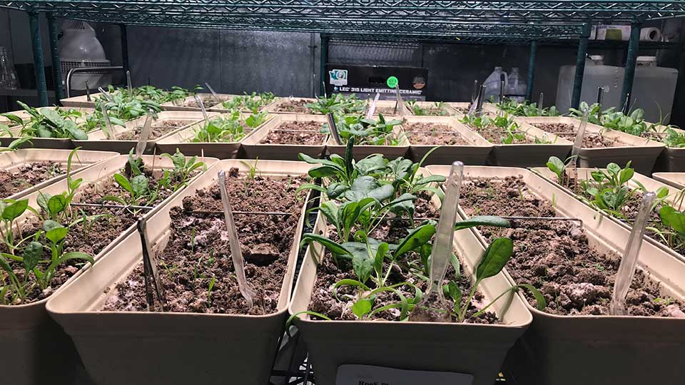 rows of plants in green house