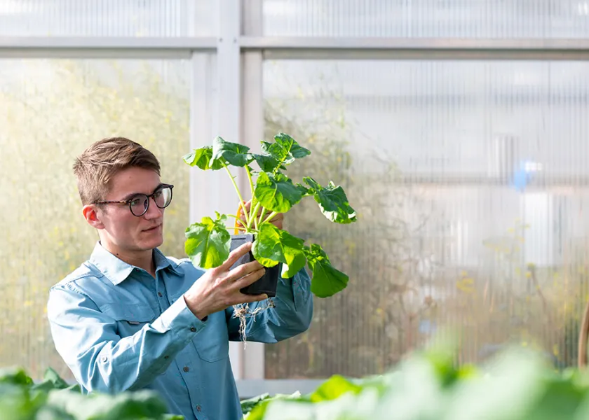 Crop science student examining plant