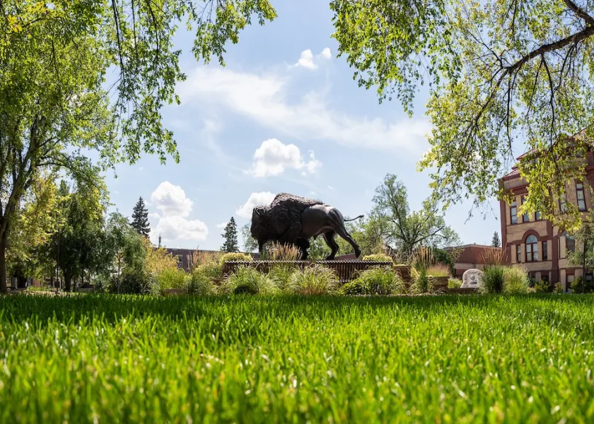 A photo of the Bison statue on the NDSU campus