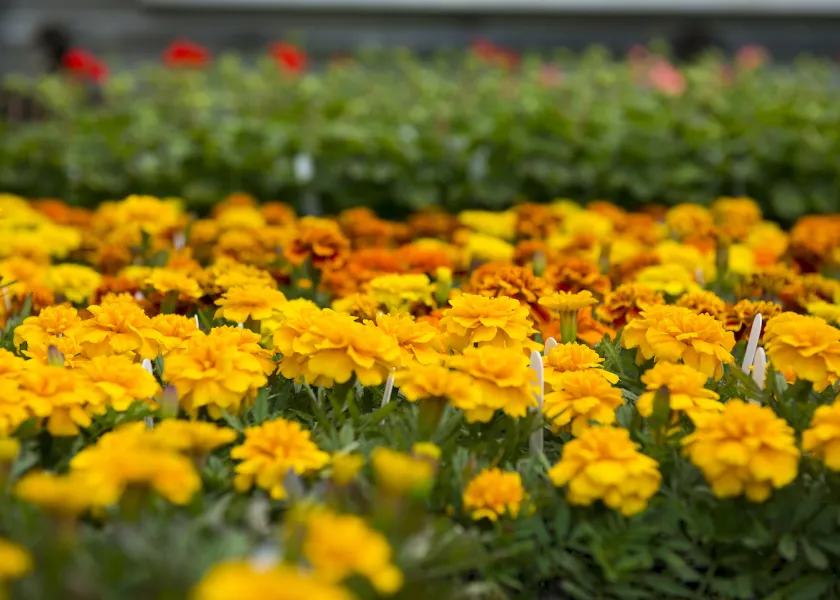 The gardens are located on the NDSU campus at the corner of 18th Street and 12th Avenue North in Fargo