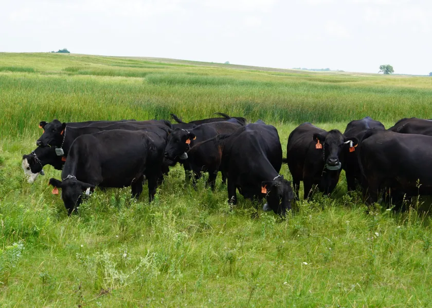 Photo of grazing cows in a pasture