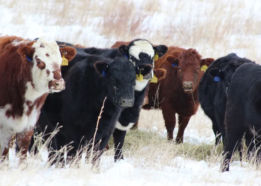 cattle in the winter
