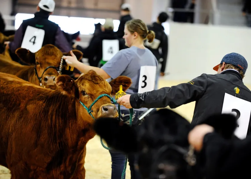 Little International