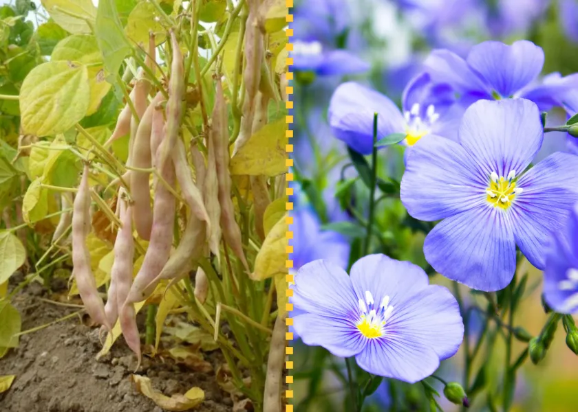 flax and dry bean plants