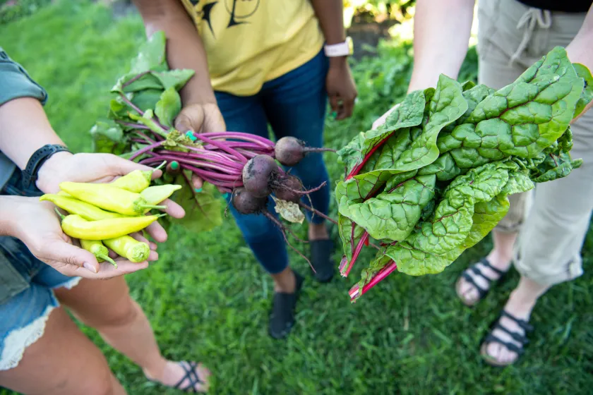 students evaluating a crop of vegetables
