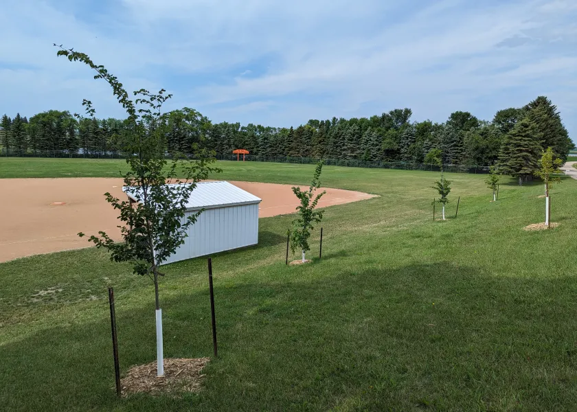 Four young trees planted next to a baseball field in Gackle, ND