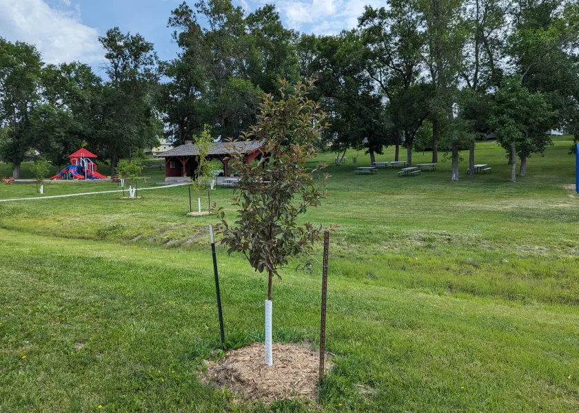 Young trees planted in a park with a playground in the background