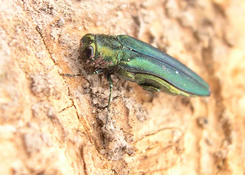Emerald ash borer on the bark of a tree