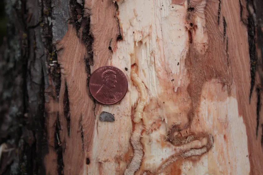 Emerald ash borer larva size in relation to a penny