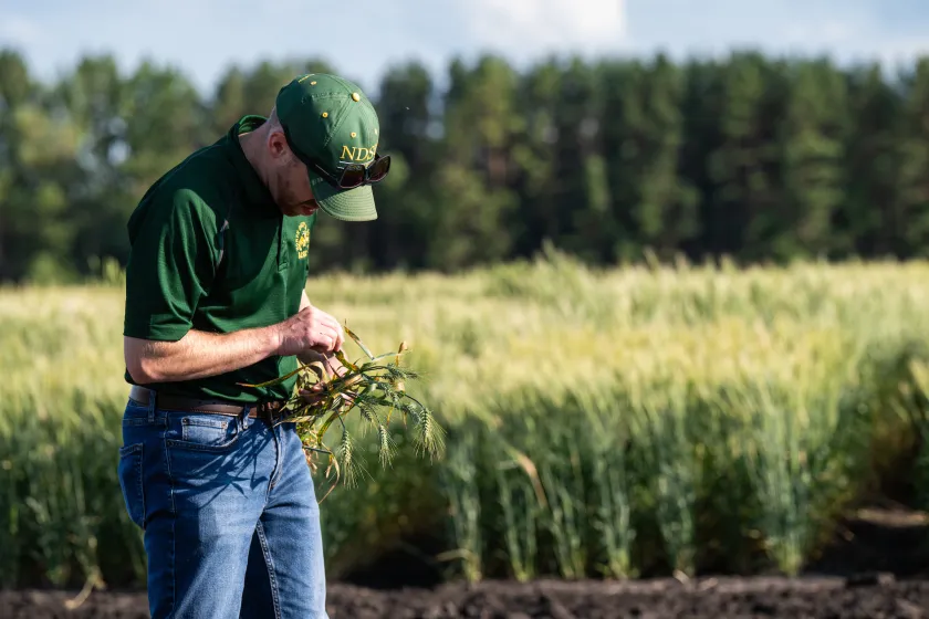 person inspecting plants in the field