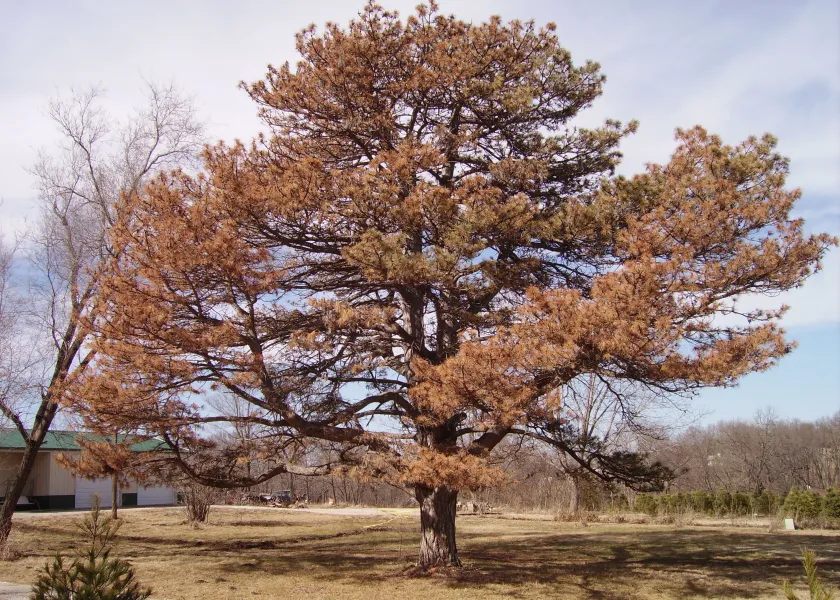 A big Austrian pine with pine wilt, characterized by browning of the needles over the entire canopy