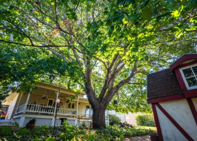 A large tree extends its canopy into the sky next to a home