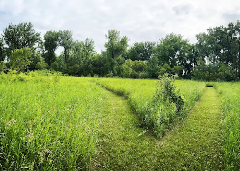 Two trails diverse in grass that leads to a forest