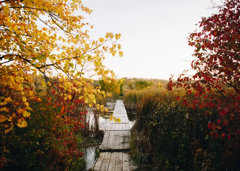 A boardwalk across a lake surrounded by cattails and leaves with fall color