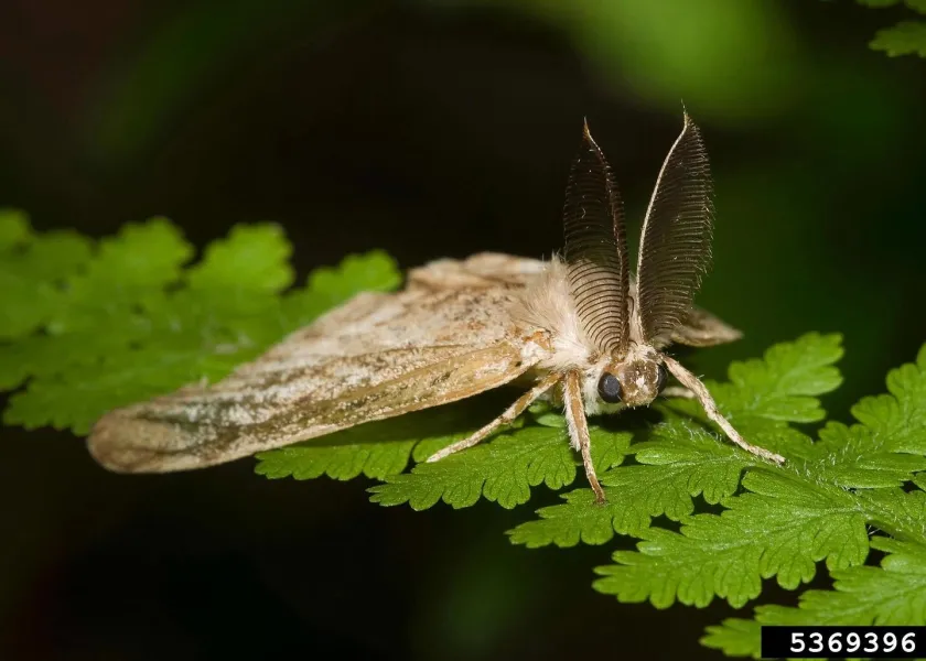 A spongy moth on top of a leaf