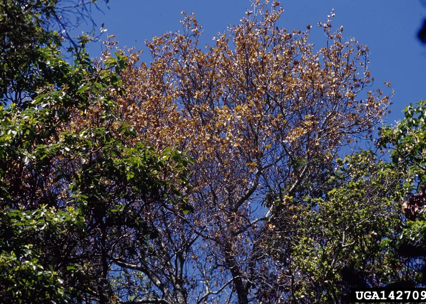 An oak tree has brown leaves amongst other trees with green leaves