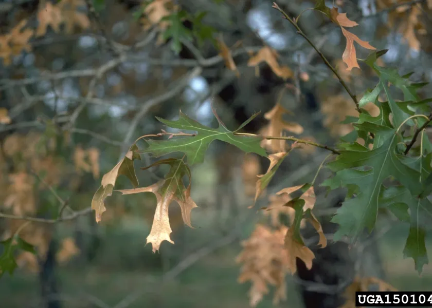 Oak leaves turning brown at the tip