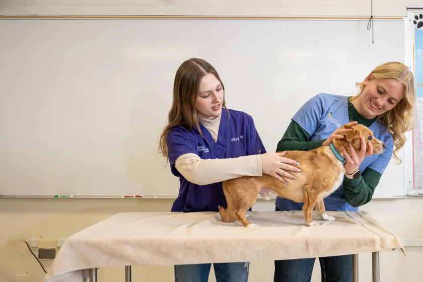 students examining a dog as part of their Veterinary Tech classwork